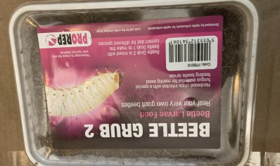 Beetle Grub Type 2 Substrate