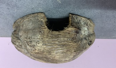Large lateral coconut husk hide