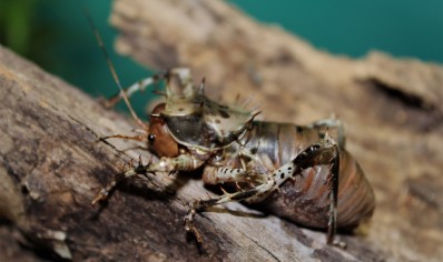 Cosmoderus femoralis - Thorny Crickets