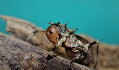 Cosmoderus femoralis - Thorny Crickets