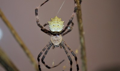 Argiope sp Nigeria