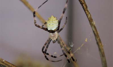 Argiope sp Nigeria