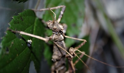 Sungaya inexpectata - Sunny stick insect