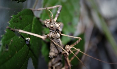 Sungaya inexpectata - Sunny stick insect (CB by BugzUK)