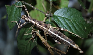 Sungaya inexpectata - Sunny stick insect (CB by BugzUK)