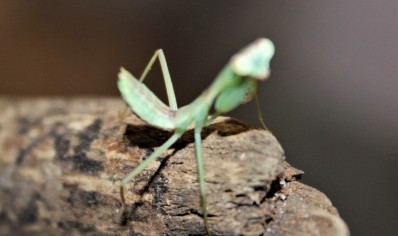 Rhombodera stalli - Giant Shield Mantis CB