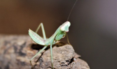 Rhombodera stalli - Giant Shield Mantis CB