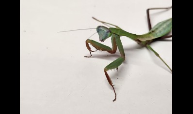 Hierodula Sp Papua - Blue Papua Mantis CB