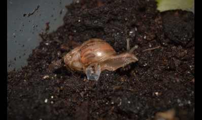 Lissachatina fulica (C/B by BugzUK)