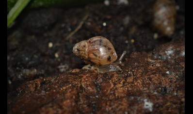 Lissachatina fulica (C/B by BugzUK)