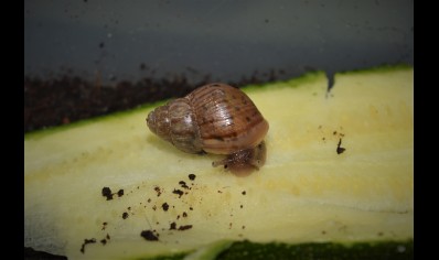 Lissachatina fulica (C/B by BugzUK)