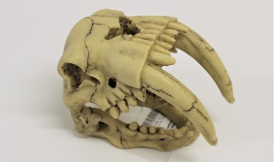 skull sabre tooth tiger 15.5 x 8.5 x x11.5 cm