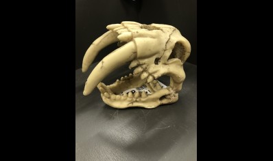 skull sabre tooth tiger 15.5 x 8.5 x x11.5 cm