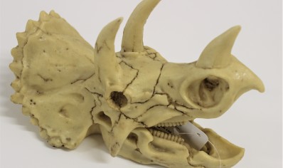 skull dinosaur 18.5 x 10 x 12.5cm