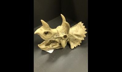 skull dinosaur 18.5 x 10 x 12.5cm