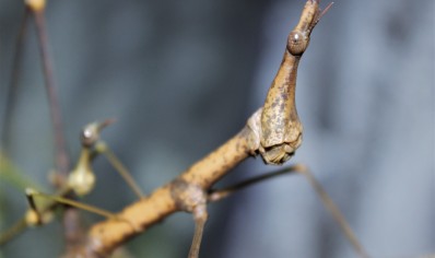 Pseudoproscopia latirostris (8 left of small and medium)