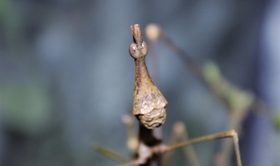 Pseudoproscopia latirostris (8 left of small and medium)