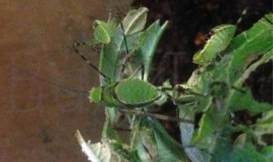 Stilpnochlora couloniana