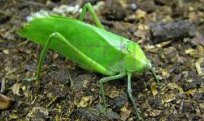 Stilpnochlora Couloniana