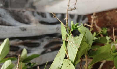 Marmessoidea sp (cat tien)