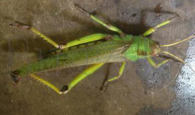 Tropidacris Collaris