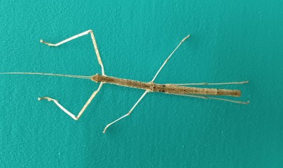 Phaenopharos khaoyaiensis - Bud-wing stick insect
