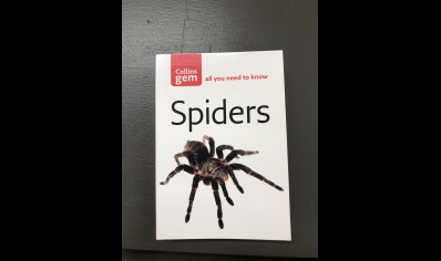 Spiders: Collins gem