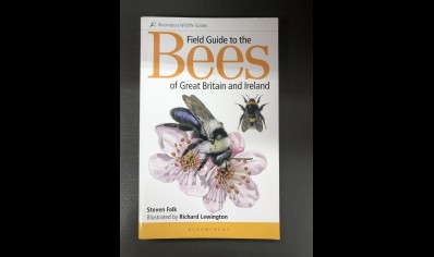 Bees: Bloomsbury Wildlife Guides- of great Britain & Ireland