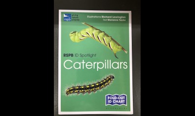 Caterpillars: RSPB ID spotlight