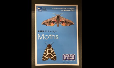 Moths: RSPB ID spotlight 