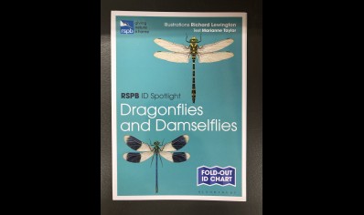 Dragonflies and Damselflies: RSPB ID spotlight 