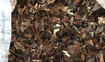 1:Decayed Leaf Litter (4 Ltre)