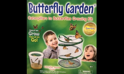 Insect Lore: Butterfly Garden (4yrs plus)