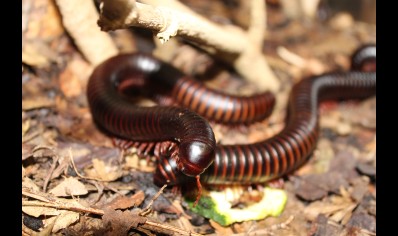 Archispirostreptus gigas - Congo black, African giant black *special offer*