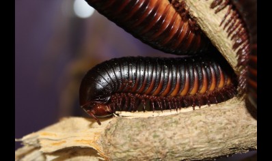 Archispirostreptus gigas - Congo black, African giant black *special offer*