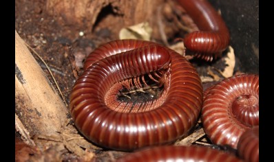 Ophistreptus guineensis - African Giant Chocolate millipede