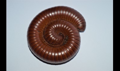 Ophistreptus guineensis - African Giant Chocolate millipede