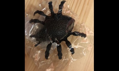 Mini Creeping Spider Window Walker (3yrs plus)