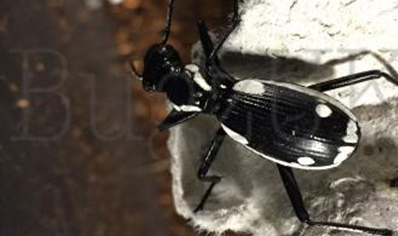 Anthia Sexmaculata (no Guarantee To Send Pairs, As Only Sexable When Found Mating)