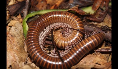 Telodeinopus aouti (C/B by BugzUK)