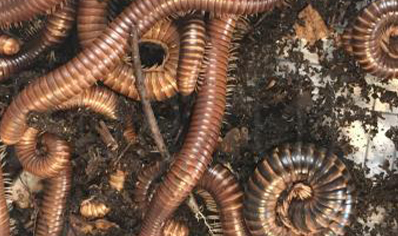 Telodeinopus assiniensis - Satin Millipede