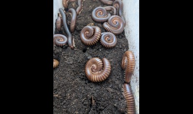 Telodeinopus assiniensis - Satin Millipede