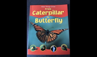 Childrens:From Caterpillar to Butterfly - Sally Morgan