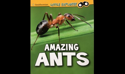 Childrens: Amazing Ants 