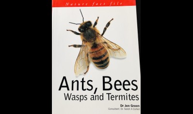 Ants, Bees, Wasps & Termites - Dr Jen Green
