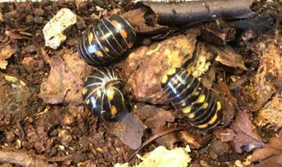 Pill Millipedes..(arthrosphaera Cf. Brandtii)