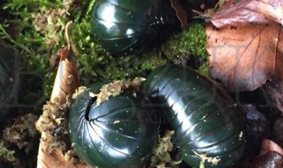 Pill Millipedes - Zoosphaerium neptunus - Giant Emerald