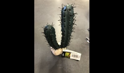 Finger Cactus