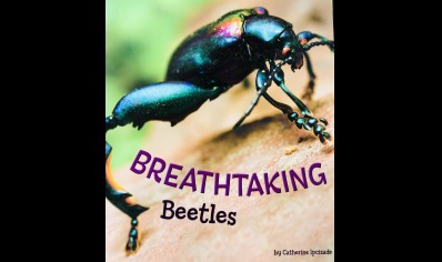 Breathtaking Beetles -  Paperback  - By Catherine Ipcizade