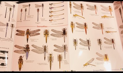 Guide to Dragonflies and damselflies of Britain - Natural History Museum